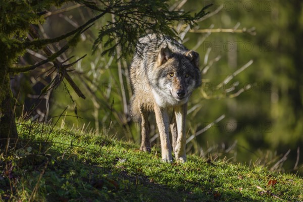 A eurasian gray wolf (Canis lupus lupus) stands on a hill between trees and bushes