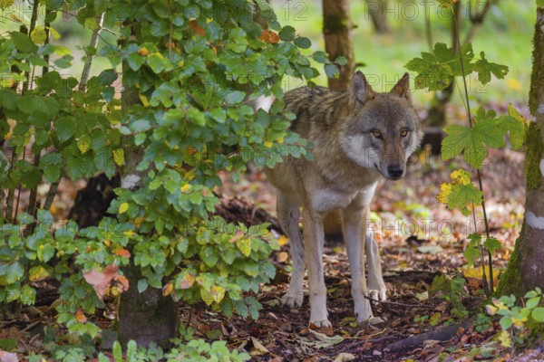 A eurasian gray wolf (Canis lupus lupus) stands in the green undergrowth at a forest edge