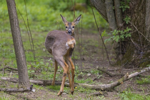 One female Roe Deer, (Capreolus capreolus), stands on a meadow at a forest edge