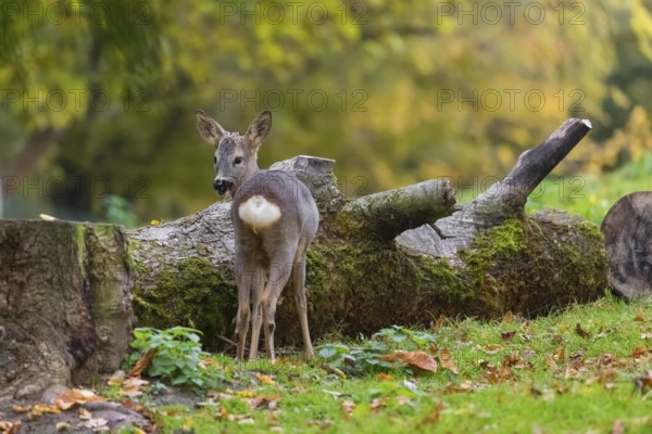 One young Roe Deer doe, (Capreolus capreolus), stands on a meadow in front of a fallen tree trunk. A tree in fall foliage is in the background