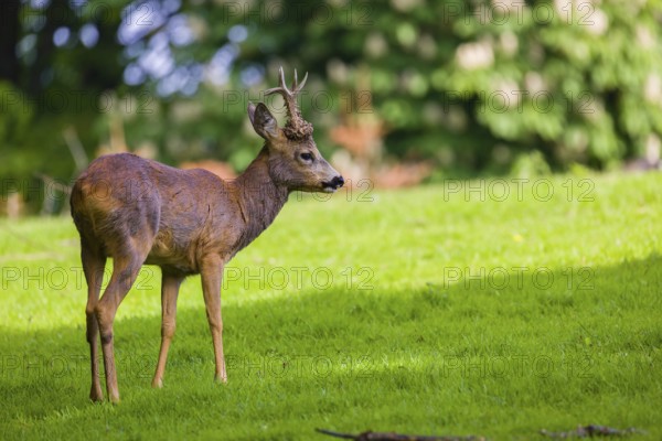 One male Roe Deer, Roe buck (Capreolus capreolus), stands on a meadow