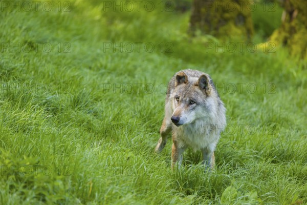 One eurasian gray wolf (Canis lupus lupus) walks over a green meadow in an open forest