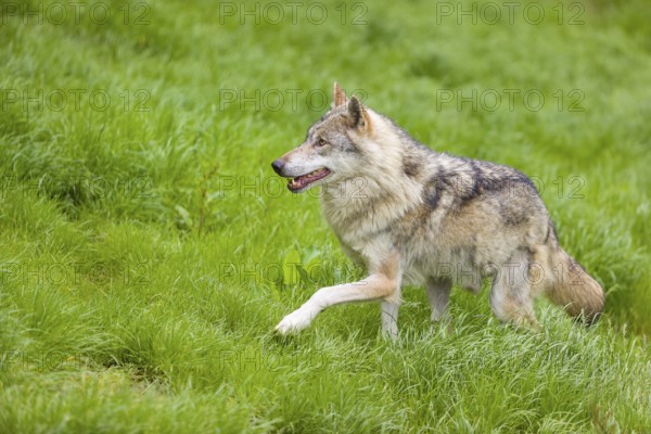 One eurasian gray wolf (Canis lupus lupus) walks over a green meadow in an open forest