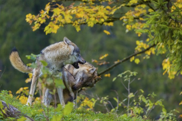 Two eurasian gray wolves (Canis lupus lupus) play on a hill. A forest in fall colours in the background