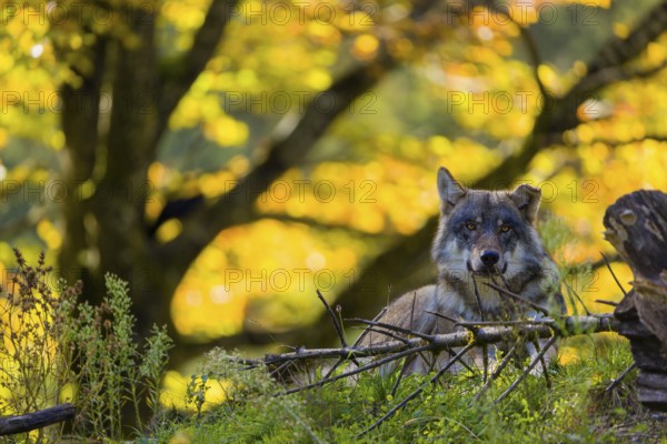 One eurasian gray wolf (Canis lupus lupus) rests on a small hill between logs and rocks with a colourful fall foliage in the background