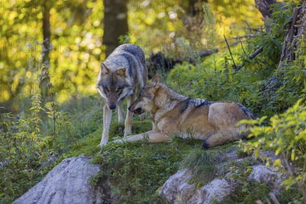 Two eurasian gray wolves (Canis lupus lupus) meet on a hill on green grass with a forest in fall colours in the background