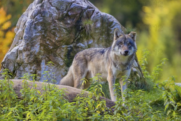 One eurasian gray wolf (Canis lupus lupus) stands on a log in front of a rock between green vegetation, observing the area. Fall colours in the background