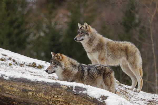 Two young grey wolves (Canis lupus lupus) stand on a snow-covered hill behind a fallen tree on a cold, cloudy day. A forest can be seen in the background