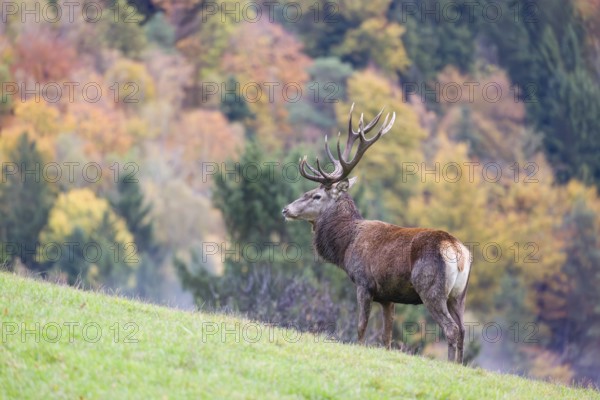A red deer stag (Cervus elaphus) is standing in a meadow in hilly terrain. A forest with autumn leaves can be seen in the background. Wisps of mist drift over the forest