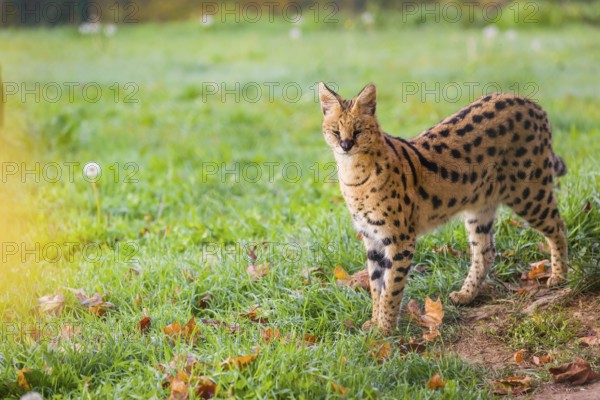 A male serval, Leptailurus serval, stands on a green meadow