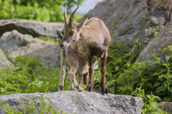 One adult female ibex (Capra ibex) and her baby stand on rocks