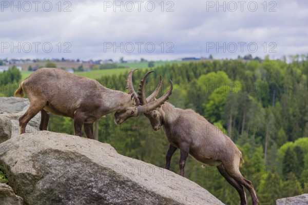 Two young male ibex (Capra ibex) playfight on rocks
