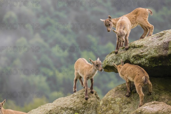 Group of young ibex (Capra ibex) play on a rock