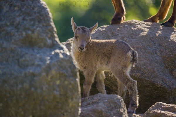 One adult female ibex (Capra ibex) and her baby stand on rocks