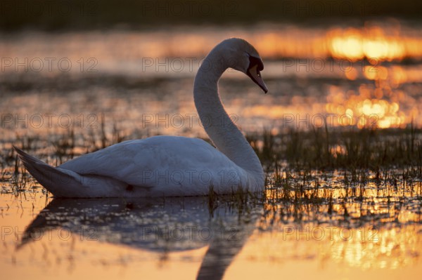 Mute swan (Cygnus olor), swimming in a wet meadow, at sunset, backlit, Ochsenmoor, Dümmer, Lemförde, Lower Saxony, Germany, Europe