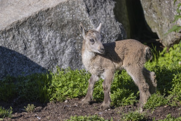 One baby ibex (Capra ibex) standing on grass between rocks