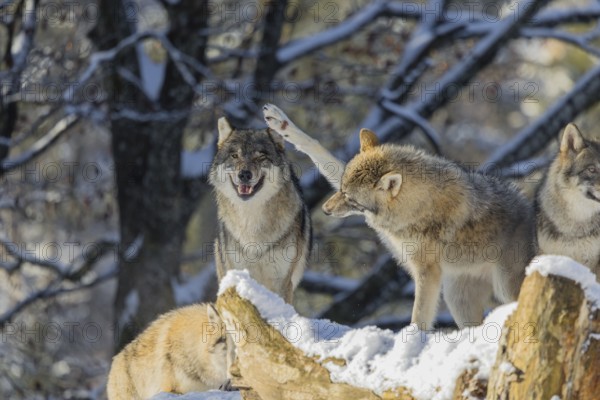 Four grey wolves (Canis lupus lupus) stand on a snow-covered hill behind a fallen tree on a cold, sunny day. The cub is playing with its father. A forest can be seen in the background