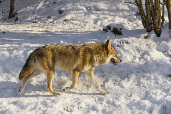 An adult female grey wolf (Canis lupus lupus) walks across the snowy forest floor on a cold, sunny day