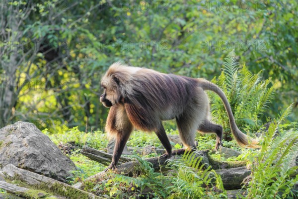 An adult male gelada (Theropithecus gelada), or bloodheart monkey, runs across a green meadow
