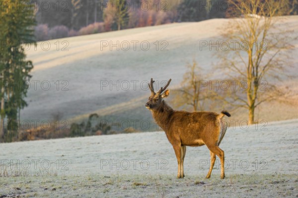 A sambar deer (Rusa unicolor), standing on a frozen meadow in the early morning light