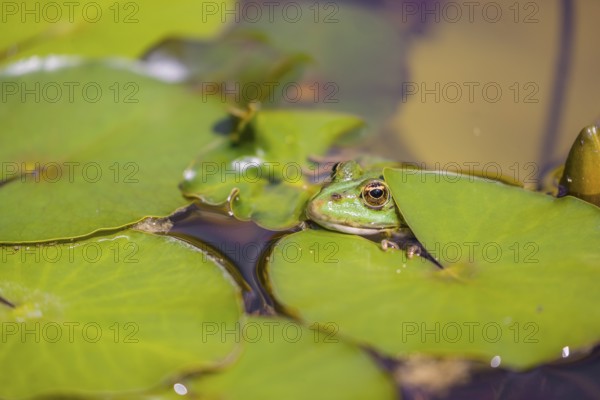 A common water frog, Pelophylax kl. esculentus, resting in the water close to a waterlilly, Nymphaeaceae
