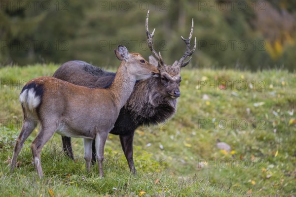 Deep affection. A Japanese sika deer (Cervus nippon nippon) doe cuddles intensely with a stag
