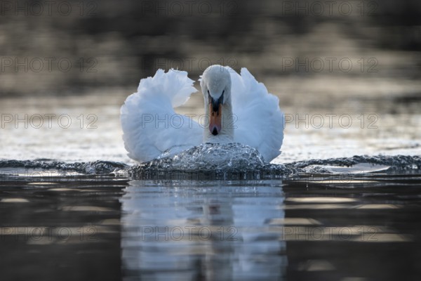 Mute swan (Cygnus olor), male, threatening a rival, Heiligenhaus, North Rhine-Westphalia, Germany, Europe