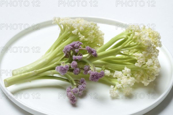 Fioretto, a cross between cauliflower and broccoli. The flowers are reminiscent of coral, vegetables