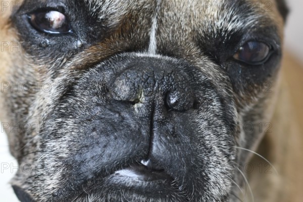 Close up of French Bulldog dog nose with neurogenic dry eye (medical term Neurogenic Keratoconjunctivitis Sicca) and dry and crusted nostril (xeromycteria) on the same side as the affected eye