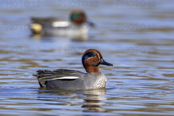 Eurasian teal, common teal, Eurasian green-winged teal (Anas crecca) two adult males swimming in lake, pond in late winter, early spring