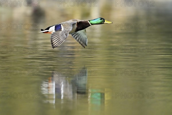 Mallard (Anas platyrhynchos), drake in flight, Flachsee, nature reserve, Reusstal, Canton Aargau, Switzerland, Europe