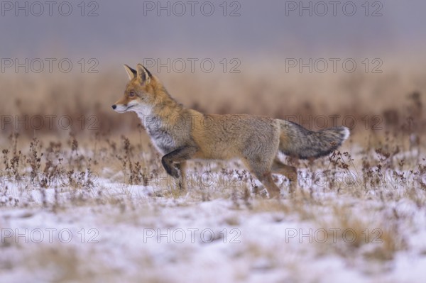 Red fox (Vulpes vulpes), foraging in a meadow covered with snow, biosphere reserve, Swabian Alb, Baden-Württemberg, Germany, Europe