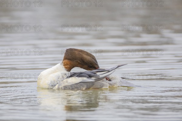 Goosander (Mergus merganser) wbl Germany