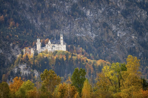 Neuschwanstein Castle in the landscape of Schwangau, Allgäu, Bavaria, Germany, Europe