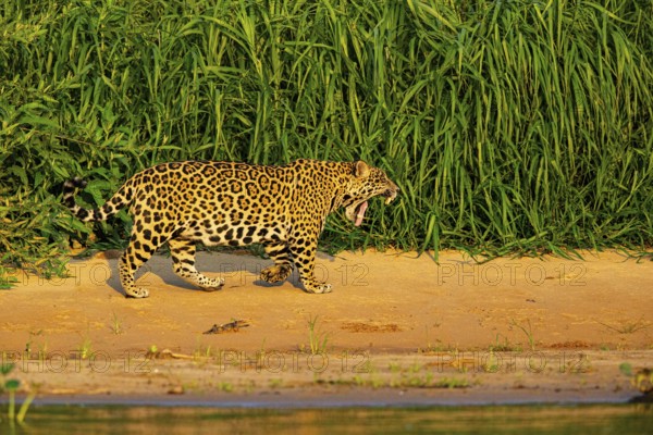 Jaguar (Panthera onca) Pantanal Brazil