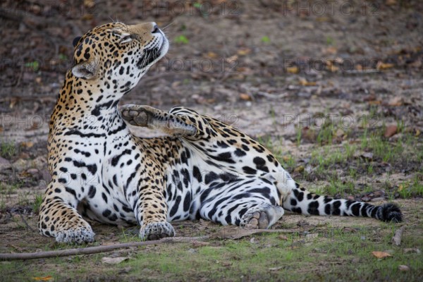 Jaguar (Panthera onca) Pantanal Brazil