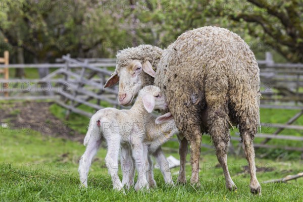 Sheep and young of the Württemberger breed, also known as Merinoland sheep. Sheep pasture on the Swabian Alb with lamb. Beuren, Baden-Württemberg, Germany, Europe