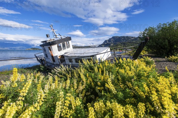 Lupinus albus fishing boat surrounded by yellow flowering lupines on the beach, Lago General Carrera, also known as Lago Chelenko, Puerto Rio Tranquilo, Aysen region, Patagonia, Chile, South America