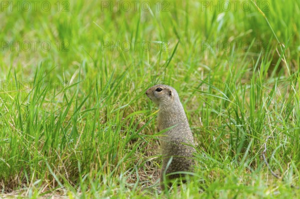 European ground squirrel (Spermophilus citellus) on a meadwo, Bavaria, Germany, Europe
