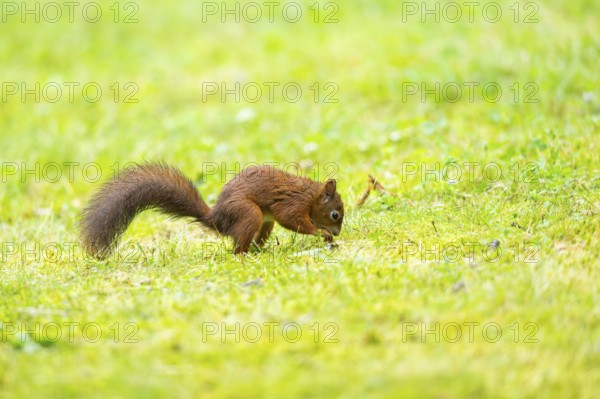 Red squirrel (Sciurus vulgaris) on a meadow, Bavaria, Gernany