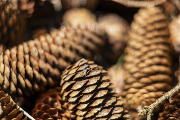 Close-up of a pile of pine cones