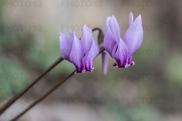 Cyclamen (Cyclamen neapolitanum), Sicily, Italy, Europe