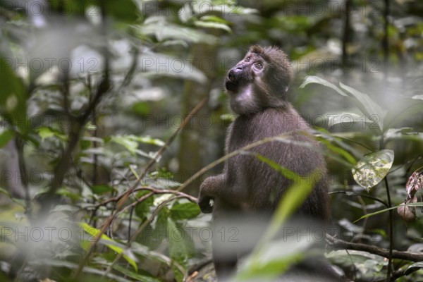 Olive mangabey (Cercocebus agilis) near the Baï-Hokou, Dzanga-Ndoki National Park, Unesco World Heritage Site, Dzanga-Sangha Complex of Protected Areas (DSPAC), Sangha-Mbaéré Prefecture, Central African Republic, Africa
