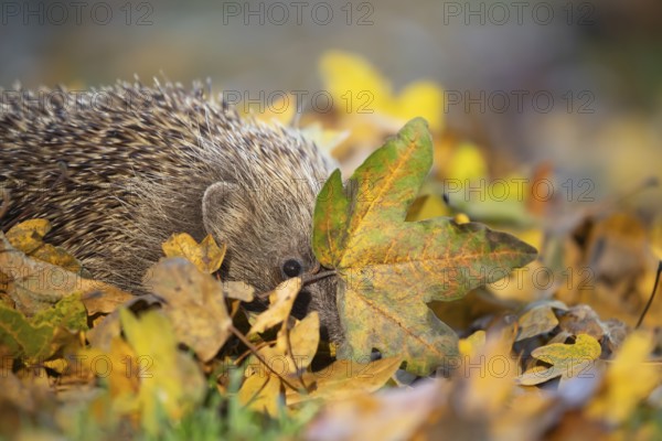 European hedgehog (Erinaceus europaeus) adult animal on an urban garden grass lawn with fallen autumnal leaves in the autumn, England, United Kingdom, Europe