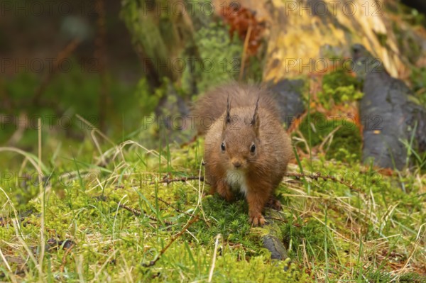 Red squirrel (Sciurus vulgaris) adult animal on a moss covered tree branch, Yorkshire, England, United Kingdom, Europe