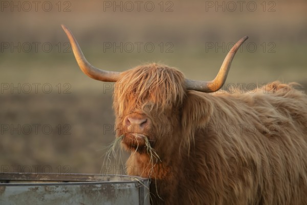 Highland cattle or cow (Bos taurus taurus) adult farm animal eating hay from a trough, England, United Kingdom, Europe
