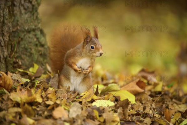 Eurasian squirrel (Sciurus vulgaris), standing upright between autumn leaves at the foot of a tree, Baden-Württemberg, Germany, Europe