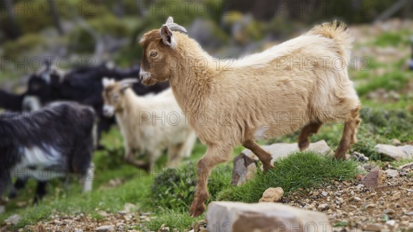 Beige goat standing on rocky ground with a herd in the background, sheep (e) or goat (n), ovis, caprae, Crete, Greek Islands, Greece, Europe