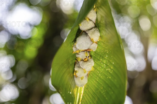 Yellow-eared bat (Ectophylla alba) sleeping under a leaf, bats (Microchiroptera), Alajuela, Costa Rica, Central America