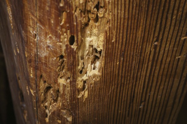 A wooden beam eaten away by woodworm in the attic of a flat, photographed in Berlin, 21/08/2024